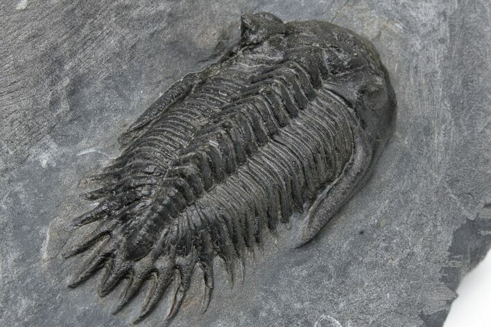 Bumpy Kayserops Trilobite - Bou Lachrhal, Morocco #230513